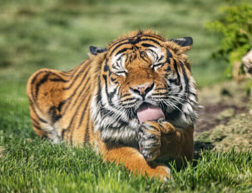 Sunset Zoo tiger receives groundbreaking new arthritis treatment