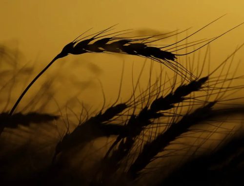 Summertime brings ticks to agriculture