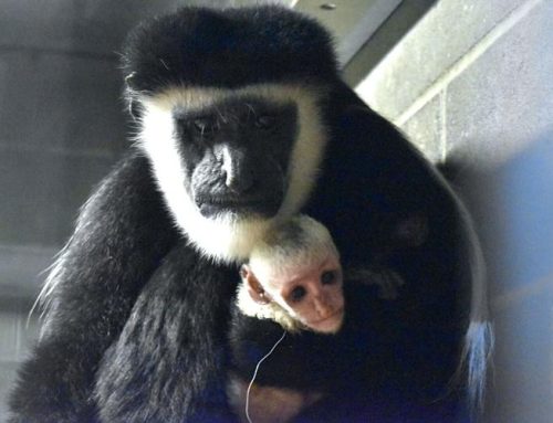 Zoo announces birth of colubus monkey baby